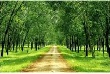 Xuất khẩu cao su 11 tháng tăng về lượng nhưng giảm về giá trị